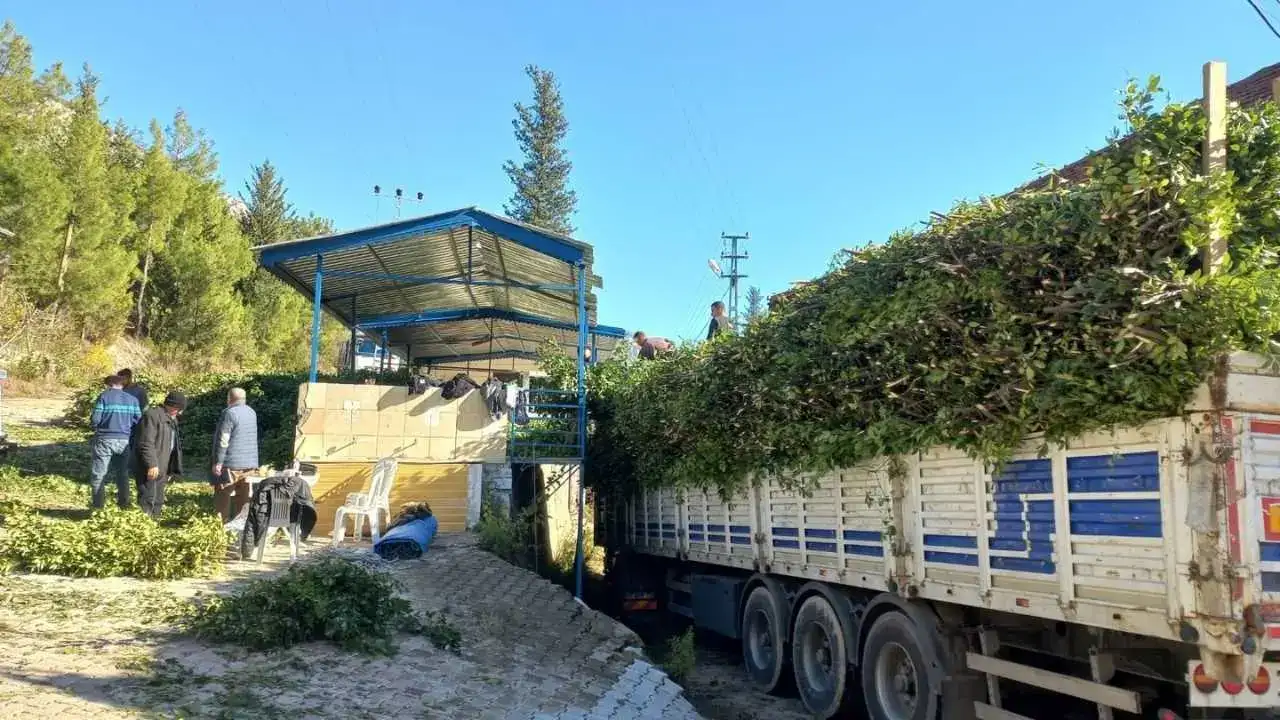 Defne Yaprağı Altın Gibi Kazandırıyor! 7